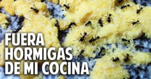 como eliminar hormigas de la cocina – aniquilamiento organico total – sin venenos