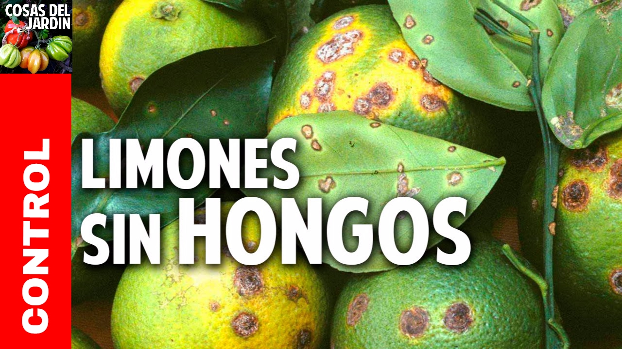 Los 10 mejores consejos para acabar con los hongos del limonero