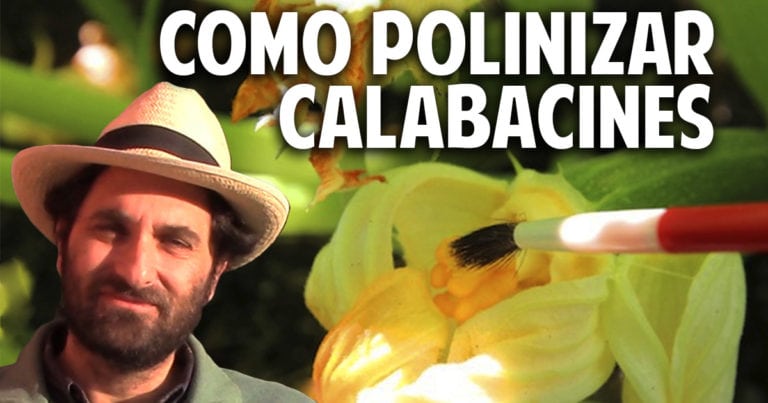 Como polinizar manualmente zapallos, calabacines y pepinos