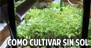 Còmo hacer una huerta con luz artificial paso a paso – Cultivo indoor
