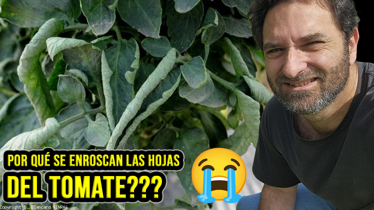 Por que se retuercen las hojas de las tomateras?