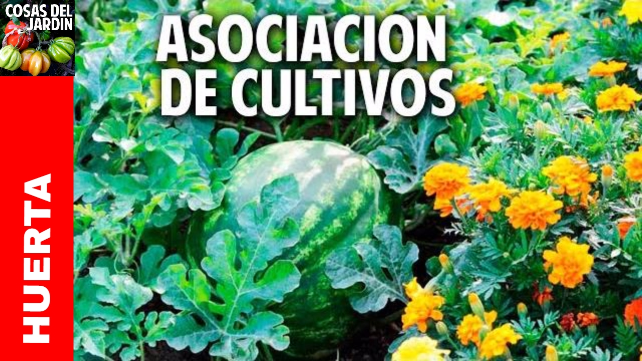 Cómo es la asociación de cultivos – Son 3 trucos y entendés todo @cosasdeljardin