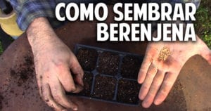 Como sembrar Berenjena – Paso a Paso