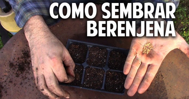 Como sembrar Berenjena – Paso a Paso