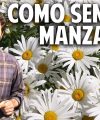 Cultivo de manzanilla