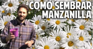 Sorprendente metodo para sembrar Manzanilla en casa