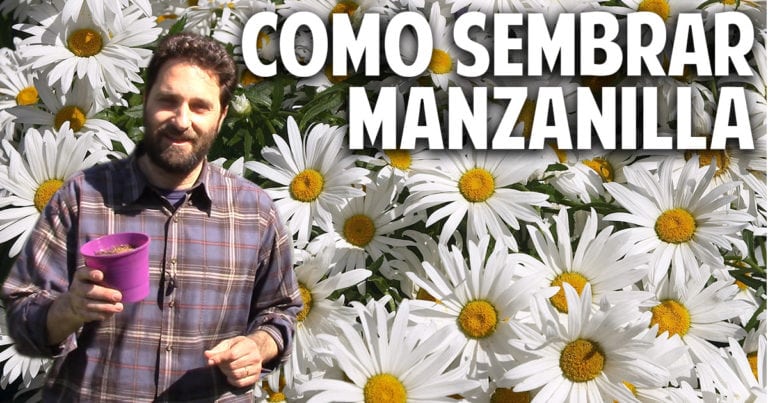 Sorprendente metodo para sembrar Manzanilla en casa