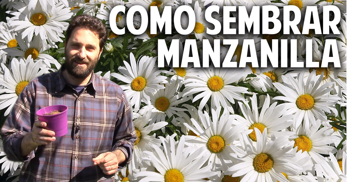 Sorprendente metodo para sembrar Manzanilla en casa
