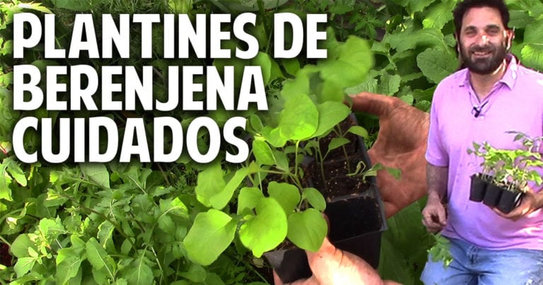 Cultivo de Berenjena Parte 2 – Primeros cuidados de los plantines