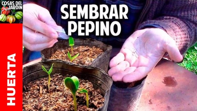 Como sembrar pepino en casa – paso a paso