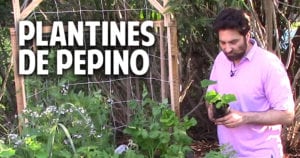 Como sembrar pepino en casa – Paso a Paso parte 2