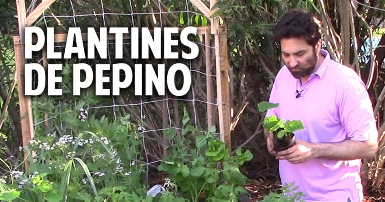 Como sembrar pepino en casa – Paso a Paso parte 2