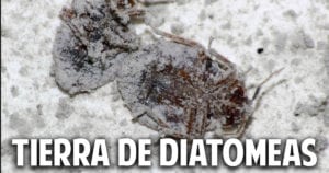 Tierra de Diatomeas un poderoso insecticida organico