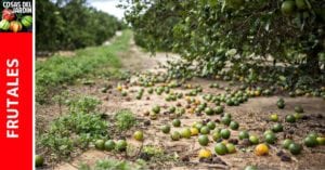Si te preocupa que los frutos del limonero o de cualquier cítrico se estén cayendo de la planta, continúa leyendo para aprender cuál es la causa de la caida de frutos y algunas formas para prevenirlo. #limón #huertourbano #jardin #jardineria