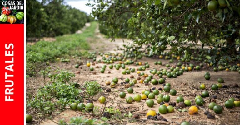 Caída de frutos de limon. A qué se debe? Cómo prevenirlo?