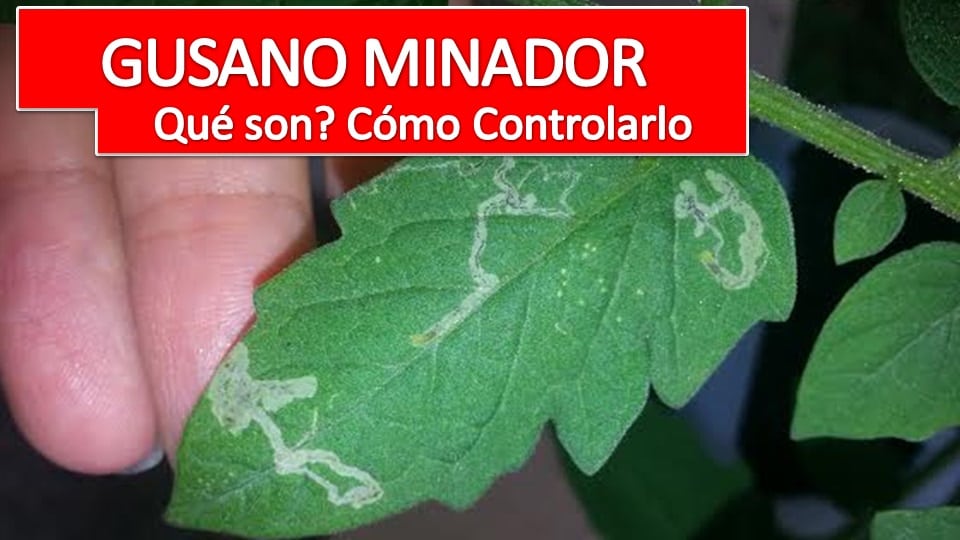 como aniquilar al maldito gusano minador de las hojas