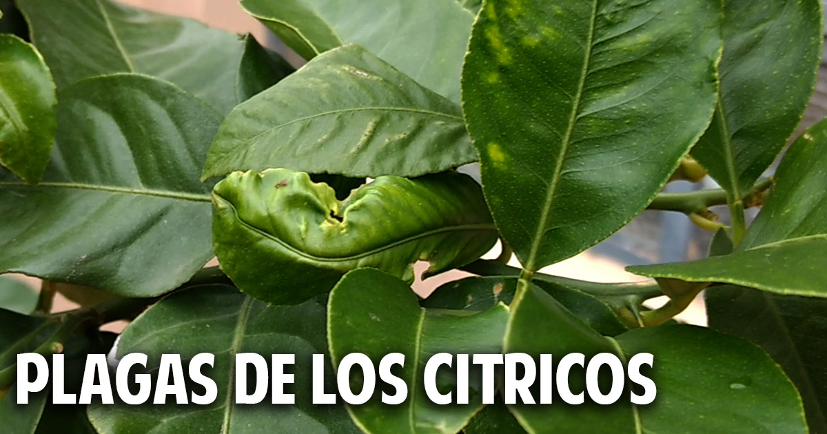 Plagas en los citricos – Como controlar los insectos chupadores