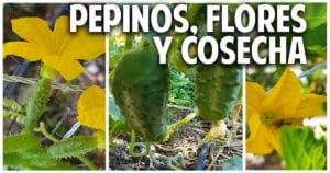 Como sembrar pepino en casa parte 3 – Polinización y Cosecha