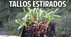 4 razones por las que se estiran los tallos de las plantas y como solucionarlo