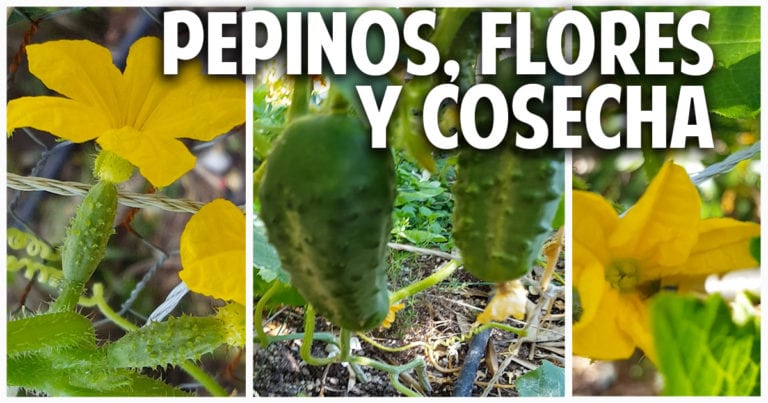 Como sembrar pepino en casa parte 3 – Polinización y Cosecha