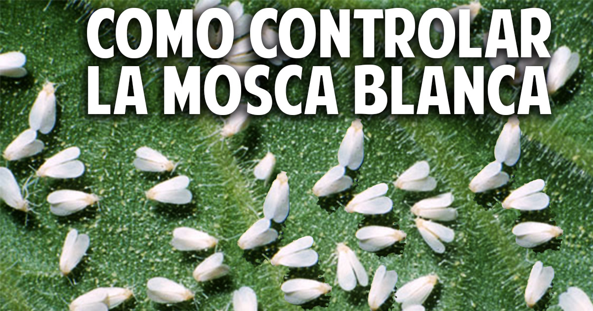 Guia completa para el control orgánico de la mosca blanca en el huerto