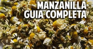 Guia completa para el cultivo de la manzanilla
