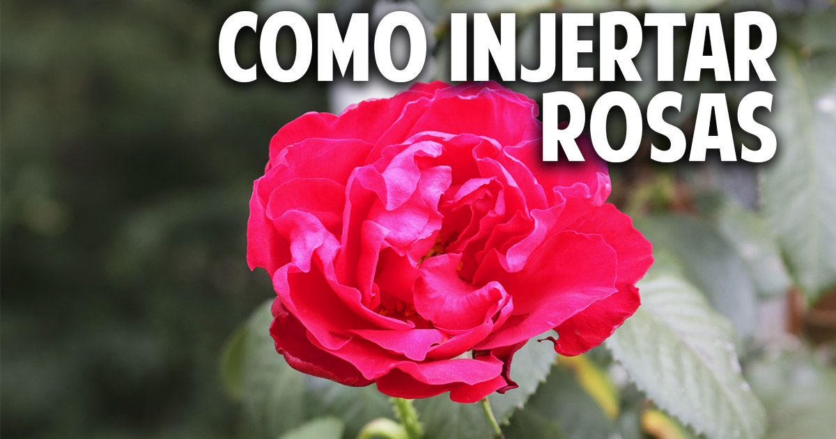 Cómo hacer injertos en Rosas – Paso a Paso