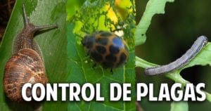 Quién se come mis plantas – Guía para controlar las plagas mas comunes del huerto