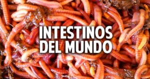 Se puede hacer humus de lombriz con la lombriz comun?
