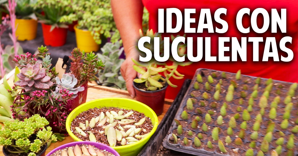 Ideas para plantar suculentas – Trucos del experto