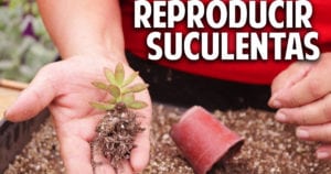 Cómo reproducir suculentas – Secretos del Experto @cosasdeljardin