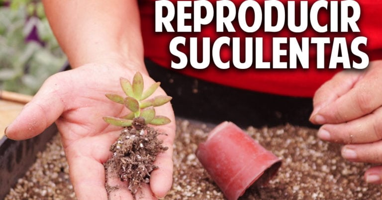 Cómo reproducir suculentas – Secretos del Experto @cosasdeljardin