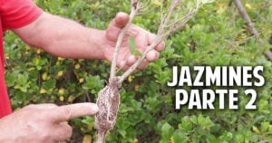 Cómo propagar Gardenia, Jazmines y otros arbustos