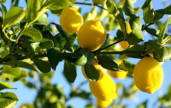 Mucha gente me consulta sobre los limoneros de 4 estaciones. Especificamente sobre sus cuidados y como protegerlos sobre todo en invierno. Asi que me decidí a hacer un articulo para aclarar todas estas dudas. #jardin #jardineria #huerto #huertourbano #cultivar