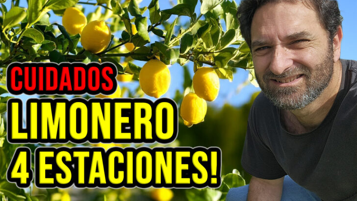 Como cuidar un limonero de las 4 estaciones