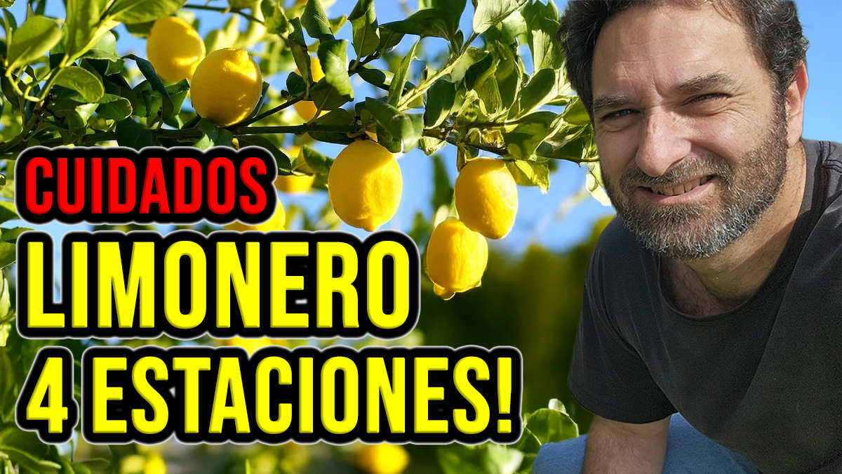 Mucha gente me consulta sobre los limoneros de 4 estaciones. Especificamente sobre sus cuidados y como protegerlos sobre todo en invierno. Asi que me decidí a hacer un articulo para aclarar todas estas dudas. #jardin #jardineria #huerto #huertourbano #cultivar