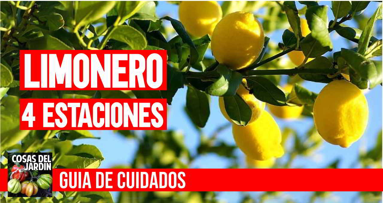 un limonero de las estaciones - Cosas del