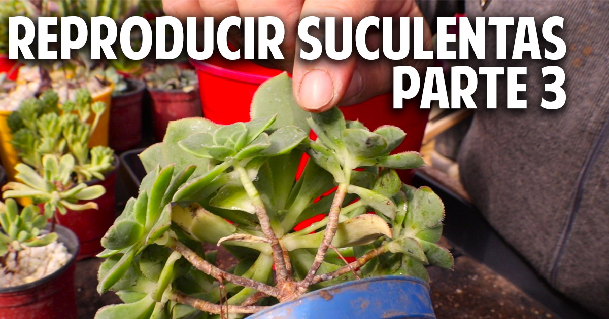 Dos métodos muy faciles para reproducir nuestras suculentas favoritas