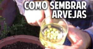 Cultivos para niños: Como sembrar arvejas, guisantes o chicharos en contenedor