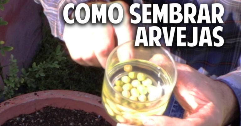 Cultivos para niños: Como sembrar arvejas, guisantes o chicharos en contenedor