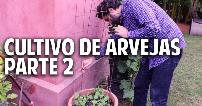 Como entutorar arvejas, guisantes, chicharos o tirabeques en maceta – cultivo paso a paso parte 2
