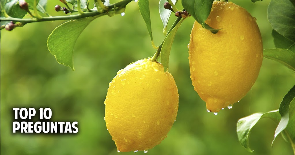 Cultivo de limonero y otros cítricos