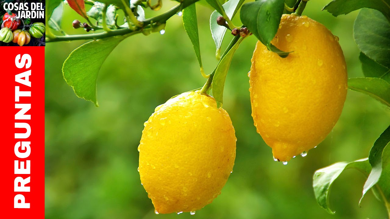 Necesitás saber cómo cultivar un limonero? Qué te parecería aprender a tratar los problemas más comunes que te van a surgir durante el camino? Sigue leyendo para conocer los 10 temas más importantes sobre el cuidado de los limoneros
