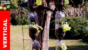 Como hacer una huerta vertical con botellas y cuáles son los mejores cultivos para un huerto vertical