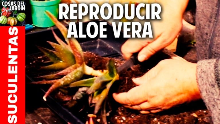 Como reproducir Aloe Vera y otras suculentas. Enraizamiento de hijuelos de Aloe Vera
