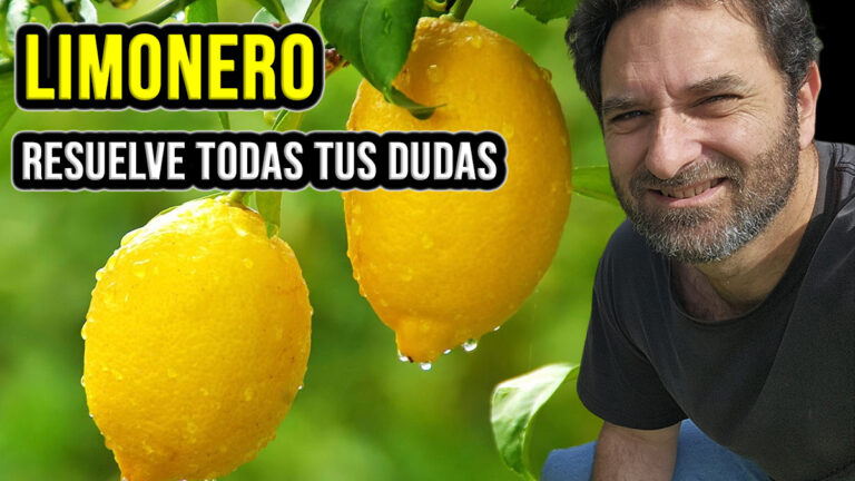 Top 10 de preguntas sobre el cuidado de los limoneros y demás cítricos