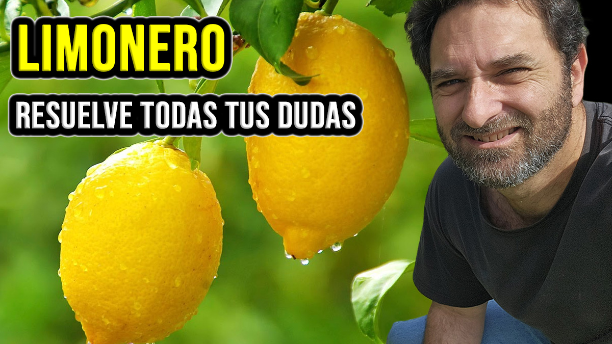 Necesitás saber cómo cultivar un limonero? Qué te parecería aprender a tratar los problemas más comunes que te van a surgir durante el camino? Sigue leyendo para conocer los 10 temas más importantes sobre el cuidado de los limoneros
