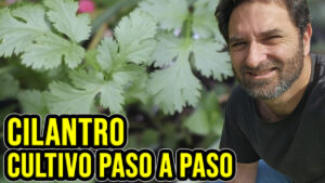 La verdad es que el cilantro no es la planta más fácil de cultivar. Bueno en realidad, es bastante facil, pero tiene algunos caprichos que hay que respetarle y por eso me parece importante hacer este artículo #plantas #jardin #jardineria #cultivar #huertourbano #huerto