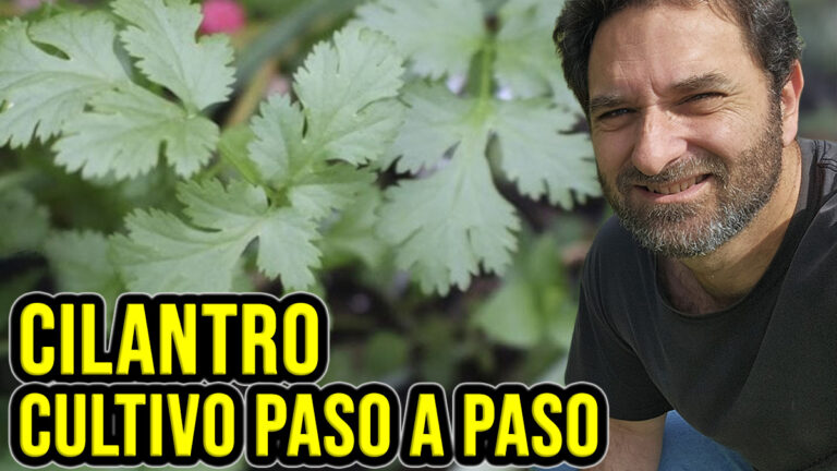 Cómo cuidar el cilantro