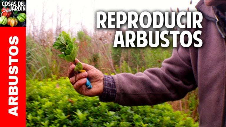 Como reproducir arbustos por esquejes. Grandes Trucos